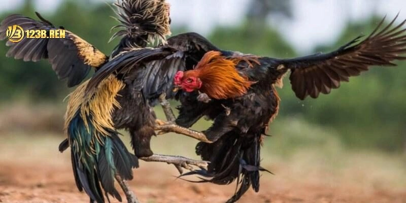 Bí Kíp Chơi Đá Gà – Tổng Hợp Thủ Thuật Hay Từ Cao Thủ