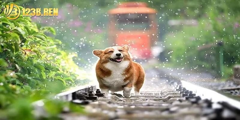 Mơ thấy chó thường mang ý nghĩa gì?